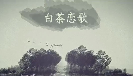 桑植白茶戀歌